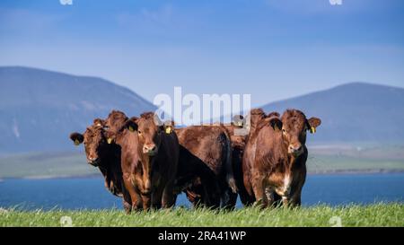 Herde einheimischer Rinder von Luing, die auf der Weide der Orkney-Inseln weiden, mit den Hügeln von Hoy im Hintergrund. Schottland, Großbritannien. Stockfoto