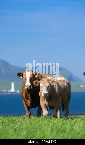 Mutterrinderherde auf der Weide der Orkney-Inseln mit den Hügeln von Hoy im Hintergrund. Schottland, Großbritannien. Stockfoto