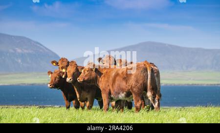 Herde einheimischer Rinder von Luing, die auf der Weide der Orkney-Inseln weiden, mit den Hügeln von Hoy im Hintergrund. Schottland, Großbritannien. Stockfoto