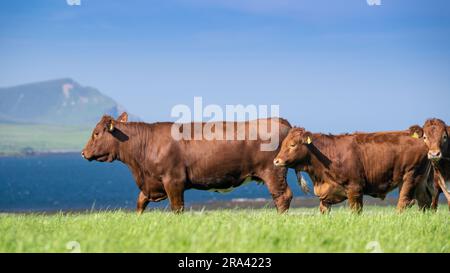 Herde einheimischer Rinder von Luing, die auf der Weide der Orkney-Inseln weiden, mit den Hügeln von Hoy im Hintergrund. Schottland, Großbritannien. Stockfoto