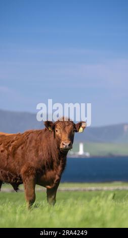 Herde einheimischer Rinder von Luing, die auf der Weide der Orkney-Inseln weiden, mit den Hügeln von Hoy im Hintergrund. Schottland, Großbritannien. Stockfoto