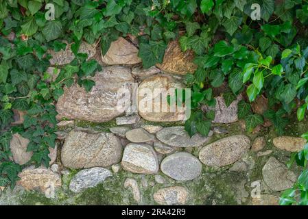 Alte Wandtextur aus großen Flusssteinen mit kletterndem grünem Efeu, Kopierraum Stockfoto