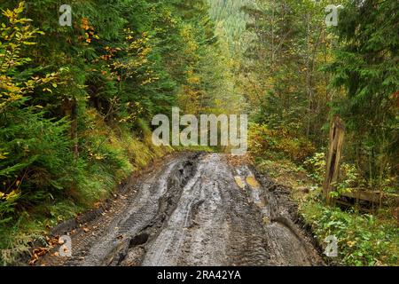 Feldweg durch den Wald mit großen schlammigen Pfützen nach Regen Stockfoto