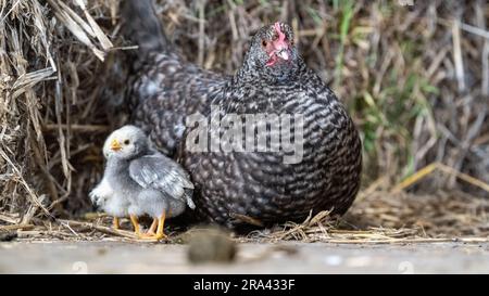 Bantamhuhn mit jungen Küken auf einem Hof. North Yorkshire, Großbritannien. Stockfoto