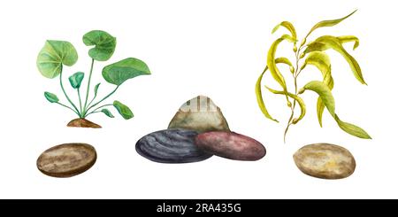 Grüne und gelbe Meeresalgen, Unterwasserfelsen auf weißem Hintergrund isoliert. Aquarelle Illustration für Design, Karten, Hintergrund, Souvenirs, Dekor Stockfoto