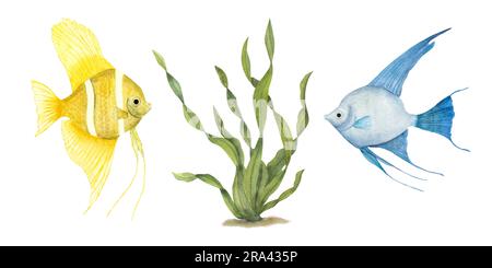 Aquarell gelb, blauer Engelfisch, grüner Seetang isoliert auf weißem Hintergrund. Perfekt für Design, Karten, Hintergrund, Souvenirs, Dekor, Banner, Stoff Stockfoto