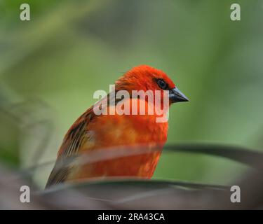 Männlicher Madagaskar-Fody auf einem Ast. Stockfoto