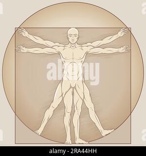 Vektordesign des Cartoon-Stils Vitruvian man, Untersuchung der idealen Proportionen des menschlichen Körpers, Canon menschlicher Proportionen Stock Vektor