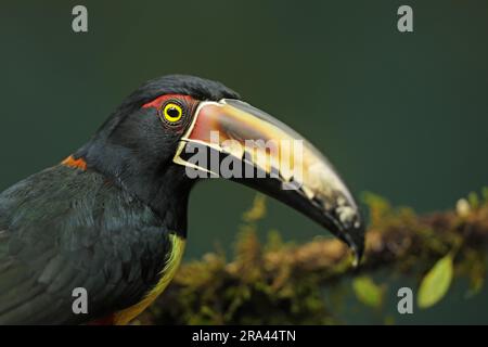 Aracari, Pteroglossus torquatus, Vogel mit großer Schnabel. Toucan sitzt auf dem schönen Zweig im Wald, Boca Tapada, Costa. Stockfoto