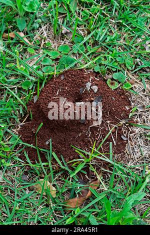 Anthill auf Gras in Ribeirao Preto, Sao Paulo, Brasilien Stockfoto