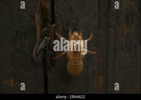 Eine leere Brood X Cicada-Hülle wird auf einem Versorgungsmast zurückgelassen. Die Zikaden beginnen mit ihrer Invasion im Süden Indianas, die alle 17 Jahre stattfindet. (Foto: Jeremy Hogan) Stockfoto