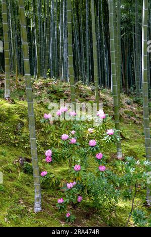 Bambushain und blühende Frühlingspflanzen im Tenryu-ji Tempel Zen Garden, Arashiyama, Kyoto, Japan im Frühjahr 2023 Stockfoto