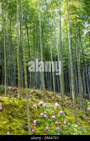 Bambushain und blühende Frühlingspflanzen im Tenryu-ji Tempel Zen Garden, Arashiyama, Kyoto, Japan im Frühjahr 2023 Stockfoto