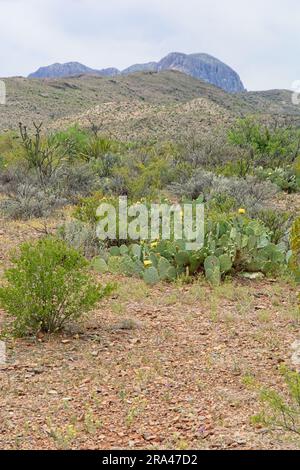 Blühende Kakteen mit Stachelbirnen stehen am Hang der Ausläufer zu den Chisos Mountains im Big Bend Nationalpark Texas Stockfoto