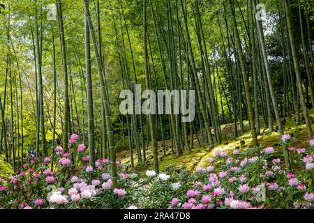 Gärten im Tenryu-Ji Tempel Kyoto,2023, Gartenpflanzen zurück auf Bamboo Grove, Arashiyama, Kyot, Japan, Asien Stockfoto