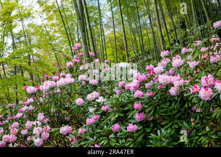 Gärten im Tenryu-Ji Tempel Kyoto,2023, Gartenpflanzen zurück auf Bamboo Grove, Arashiyama, Kyot, Japan, Asien Stockfoto