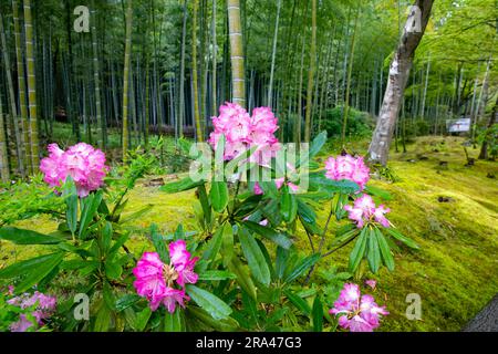 Gärten im Tenryu-Ji Tempel Kyoto,2023, Gartenpflanzen zurück auf Bamboo Grove, Arashiyama, Kyot, Japan, Asien Stockfoto