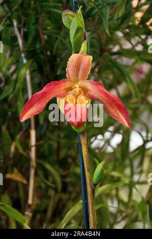 Nahaufnahme einer lebendigen gelblich-roten Orchideenblume Stockfoto