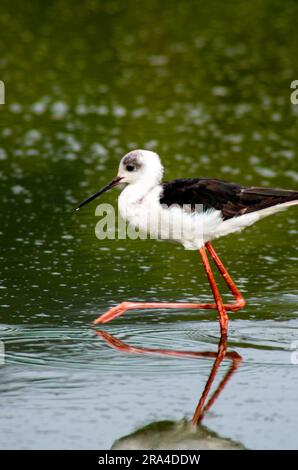 Rattenstiel, Weißkopfstiel, Himantopus leucocephalus, Hasties Sumpf Australien Stockfoto