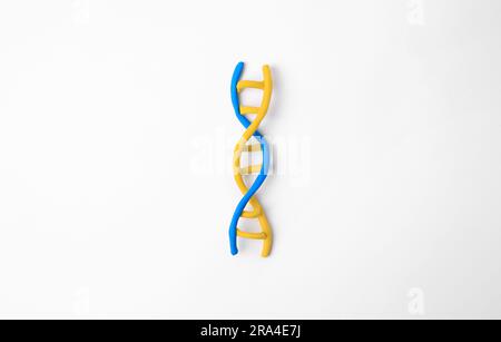 DNA-Molekülmodell aus farbenfrohem Plastin auf weißem Hintergrund, Draufsicht Stockfoto