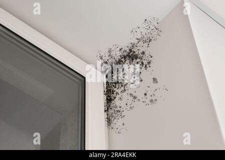 Die Neigung der Fenster wird durch Schimmel im Raum beeinträchtigt Stockfoto