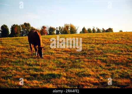 An einem Herbsttag grast ein Vollblut-Rennpferd auf einer großen Wiese in der Blue Grass Region von Kentucky, die von Herbstlaub umgeben ist Stockfoto