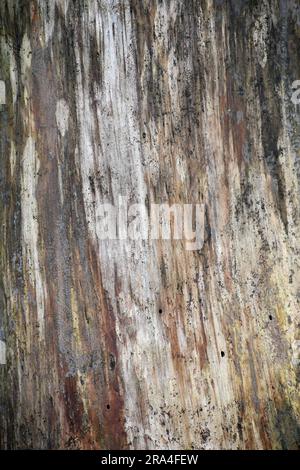 Baum ohne Rinde, natürliche Hintergrundstruktur Stockfoto