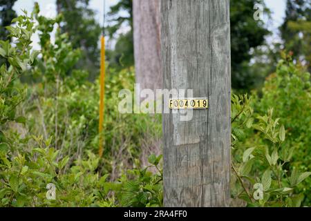 Nummerierte Holzpfosten im Wald Stockfoto