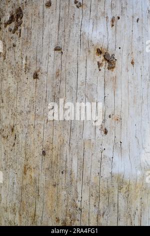 Baum ohne Rinde, natürliche Hintergrundstruktur Stockfoto