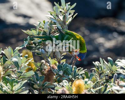 Ein sonnenbeleuchteter farbenfroher Regenbogen-Lorikeet, der um die U-Seite nach unten greift, um von den Coast Banksia Flowers zu füttern Stockfoto