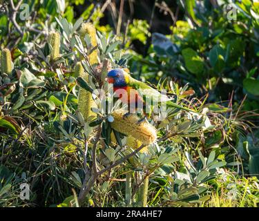 Lebhaft farbenfrohes Rainbow Lorikeet hoch oben an der Küste von Banksia inmitten der gelben Blumenspitzen, australischer einheimischer Vogel Stockfoto