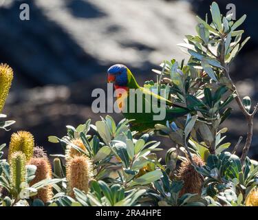 Lebhaft farbenfrohes Rainbow Lorikeet hoch oben an der Küste von Banksia inmitten der gelben Blumenspitzen, australischer einheimischer Vogel Stockfoto