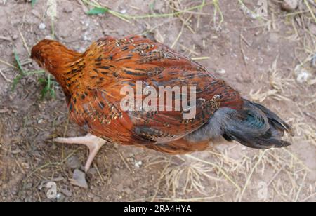 Rote, orangefarbene und schwarze Federn auf einem Junghühnchen Stockfoto