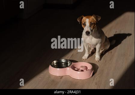 Eine Doppelschüssel für langsames Füttern und eine Schüssel Wasser für den Hund. Jack Russell Terrier Hund neben einem rosa Teller mit trockenem Essen auf einem Holzboden. Stockfoto