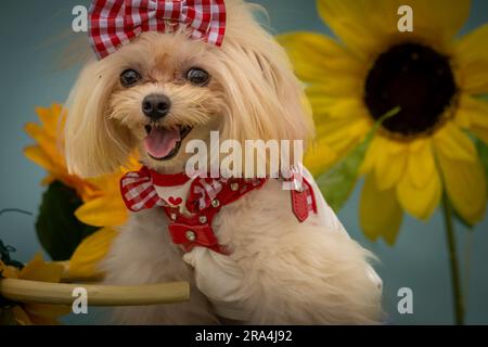 Kleiner Hund mit Schleife und Bandana, der vor dem Sonnenblumenmuster steht Stockfoto