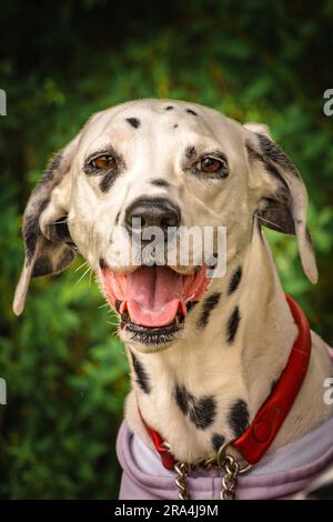 Dalmationshund mit Kragen vor einem unscharfen grünen Hintergrund Stockfoto