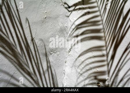 Der Schatten der Palmenfronten gegen eine weiße Gipswand Stockfoto