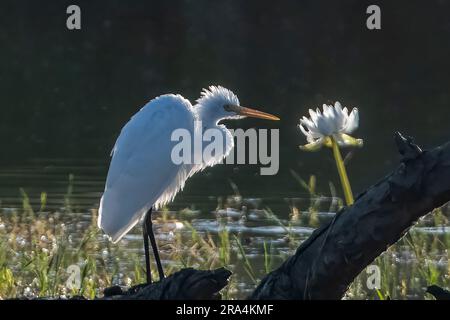 Hintergrundbeleuchtete Silhouette eines Intermediate Egret (Ardea Intermedia) in einem Feuchtgebiet neben einer Seerose, Camooweal Billabong, Queensland, QLD, Aust Stockfoto