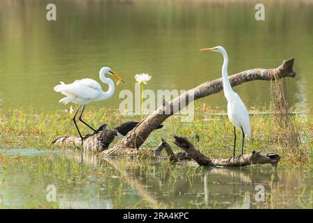 Große Egrets (Ardea alba) hoch oben auf einem Baumstumpf, Angeln in Feuchtgebieten, Camooweal Billabong, Queensland, QLD, Australien Stockfoto