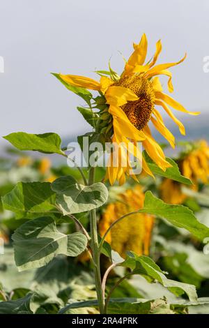 Blühender Sonnenblumenkopf, der auf einem Feld wächst. Schließen. Selektiver Fokus. Israel Stockfoto