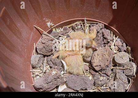 Zwei Taubenschwänze schlüpfen zusammen in einem Nest am Boden eines Pflanzentocks, umgeben von Lavakies Stockfoto