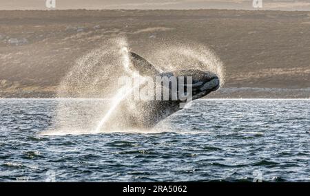 Ein südlicher Rechtwal, Eubalaena australis, der vor der Yorke Bay auf den Falkland-Inseln durchbricht. Stockfoto