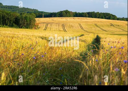 Üppiges Gerstenfeld mit grünem Wachstum und Maisblumen im Vordergrund. An der Grenze zu einem Wald und sanften Hügeln. Stockfoto