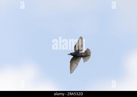 Gewöhnlicher Starling Sturnus vulgaris, Zuchtspuppe Erwachsener fliegt mit Insekten im Schnabel, Macin, Rumänien, Juni Stockfoto