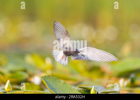 Schwarzes Ttern Chlidonias niger, Sommerzucht Erwachsener fliegt mit Libellenlarven im Schnabel, Donaudelta, Rumänien, Juni Stockfoto