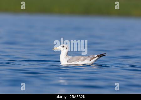 Pallas's Gull Ichthyaetus ichthyaetus, 1. Sommer Gefieder Schwimmen, Donaudelta, Rumänien, Juni Stockfoto