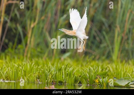 Squacco heron Ardeola ralloides, Zucht Gefieder Erwachsener fliegt, Start aus dem Sumpf, Donaudelta, Rumänien, Juni Stockfoto