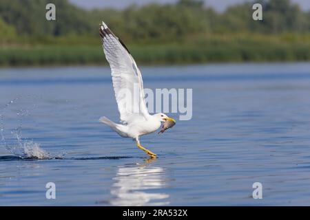 Kaspische Möwe Larus cachinnans, Sommerzucht Erwachsener, der mit Fischen im Schnabel vom Wasser abhebt, Donaudelta, Rumänien, Juni Stockfoto