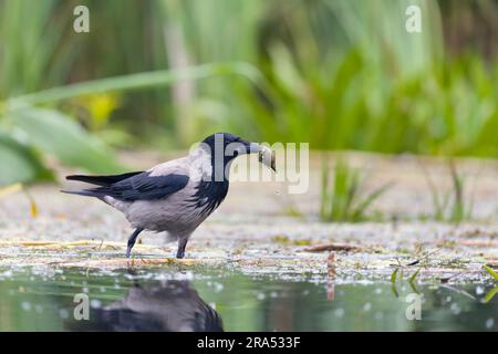 Kapuzenkrähe Corvus cornix, Erwachsener, der im Wasser steht, mit Süßwasserschnecke im Schnabel, Donaudelta, Rumänien, Juni Stockfoto