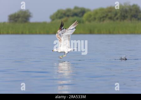 Pallas's Gull Ichthyaetus ichthyaetus, 1. Sommer Gefieber fliegen, vom Wasser aus, Donaudelta, Rumänien, Juni Stockfoto